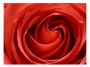 Fototapeta - Probouzející se růže 200x154 + zdarma lepidlo