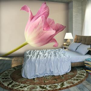 Fototapeta - Růžový tulipán 200x154 + zdarma lepidlo