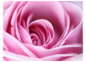 Fototapeta - Růžová růže 200x154