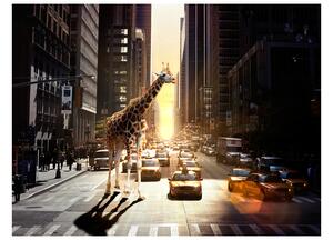 Fototapeta - Žirafa ve velkém městě 250x193 + zdarma lepidlo