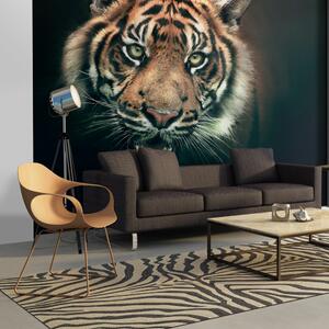 Fototapeta - Bengálský tygr 200x154 + zdarma lepidlo