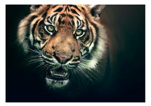 Fototapeta - Bengálský tygr 250x193 + zdarma lepidlo