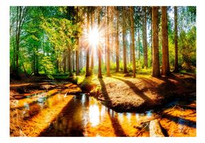 Samolepící fototapeta - Úžasný les 98x70