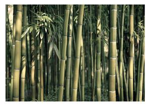 Fototapeta - Bambusová exotika 200x140 + zdarma lepidlo
