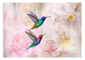 Fototapeta - Barevní kolibříci (růžová) 350x245 + zdarma lepidlo