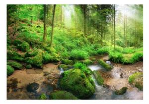 Fototapeta - Vlhký les 250x175 + zdarma lepidlo
