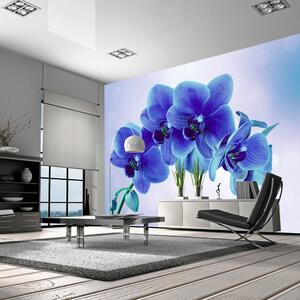 Samolepící fototapeta - Okamžiky samoty květu orchideje 245x175
