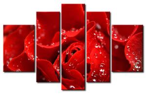 Obraz Polibek červené růže II