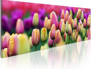 Obraz Duha tulipánů (1-dílný) - louka s přiblížením barevných květů