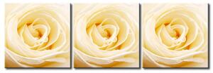 Obraz Krémová růže (3-dílný) - něžný motiv přírody s světlými květy