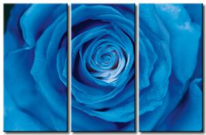 Obraz Modrá růže (3-dílný) - motiv přírody s blízkým pohledem na květ