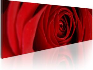 Obraz Severní růže (1-dílný) - detail červeného květu