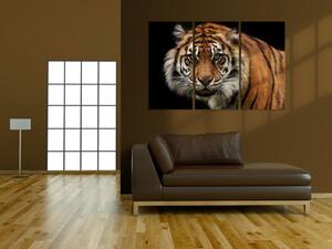 Obraz Tropická příroda - tygr (3-dílný) - divoká kočka na černém pozadí