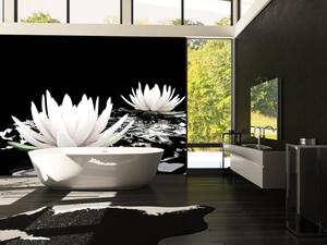 Fototapeta Krása rostlin - bílé lekníny na vodě na černém pozadí