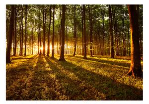 Samolepící fototapeta - Léto: Ráno v lese 98x70