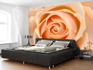 Fototapeta Broskvová růže - přírodní rostlinný motiv s růžovým květem uprostřed