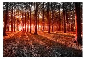 Samolepící fototapeta - Podzim: ráno v lese 98x70