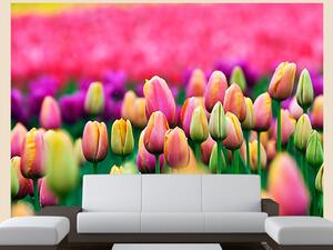 Fototapeta Tulipánová pole - krajina zobrazující květy barevných tulipánů