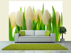 Fototapeta Bílé tulipány - přírodní květinový motiv s energickou zelení