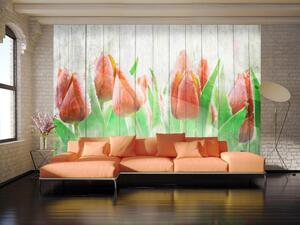Fototapeta Červené tulipány na dřevě - světlý květinový motiv na bílém dřevě