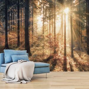 Samolepící fototapeta - Podzimní les I 98x70