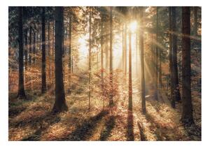 Samolepící fototapeta - Podzimní les I 98x70