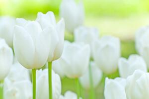 Fototapeta Pole bílých květů - rostlinný motiv ve formě světlých tulipánů