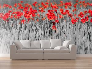 Fototapeta Červené maky v černo-bílém zrní - kontrastní abstrakce květů