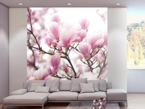 Fototapeta Větvička kvetoucí magnolie - strom magnolie se záběrem na květy