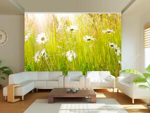 Fototapeta Pole pampelišek - slunečná krajina letní louky plné květů a trávy