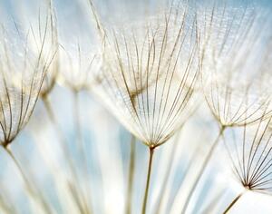 Fototapeta Semena pampelišky - světlá kompozice květů na pozadí modrého nebe