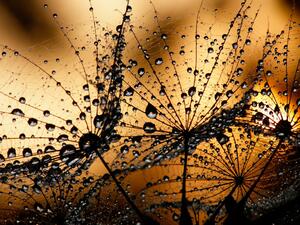 Fototapeta Pampelišky ve dešti - příroda s květy v kapek vody