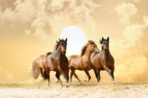 Fototapeta Klidný klus kladrubských koní - hnědí koně na pozadí slunce s oblaky