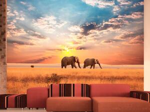 Fototapeta Africké savaně sloni