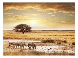 Fototapeta Východ slunce v Africe - zebry na savaně u vodního místa s stromem