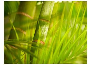Fototapeta Orient - relaxační rostlinný motiv se zvýrazněnými listy a bambusy