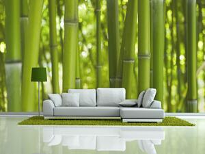Fototapeta Orient - asijský rostlinný motiv s bambusy ve slunečním záběru
