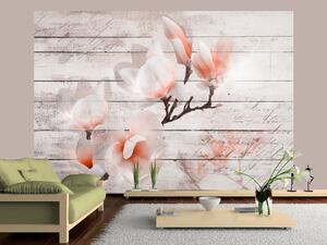 Fototapeta Jemnost magnolie - oranžovo-bílý květ na pozadí bílých prken