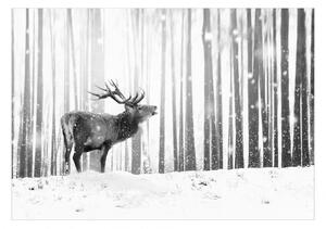 Fototapeta - Jelen na sněhu (černobílá) 250x175 + zdarma lepidlo
