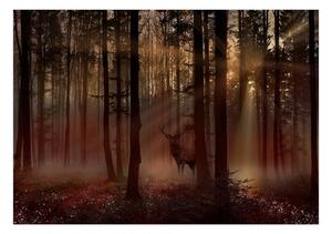 Samolepící fototapeta - Mystický les VI 245x175