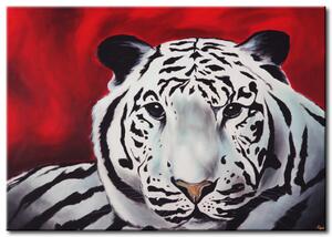 Obraz Bílý tygr