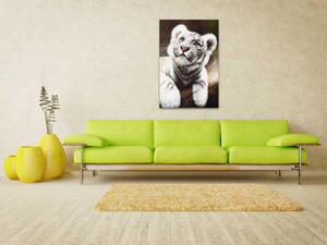 Obraz Dravé kotě (1-dílný) - portrét bílého tygra z Afriky