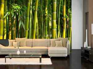 Fototapeta Orient - světlý motiv se záběrem na bambusy a exotické listy