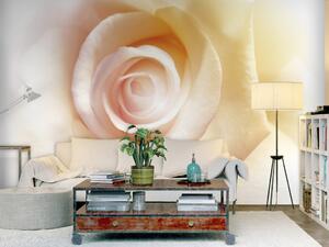 Fototapeta Romantický motiv - detail růžové růže v jemných barvách