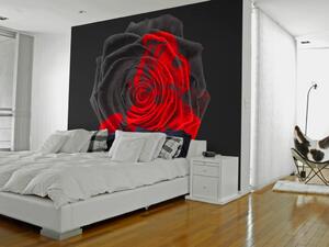 Fototapeta Abstrakce s proměnou - černá růže procházející změnou v červenou