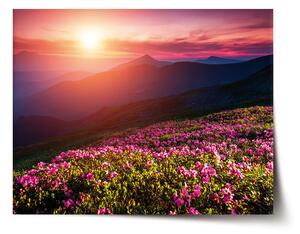 Sablio Plakát Rozkvetlá příroda - 60x40 cm