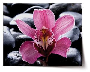 Sablio Plakát Růžová orchidea - 60x40 cm