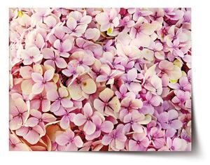 Sablio Plakát Růžové květy - 60x40 cm