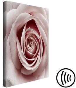 Obraz Růžové kouzlo (1 díl) - Rozkvétající růže v pastelovém odstínu