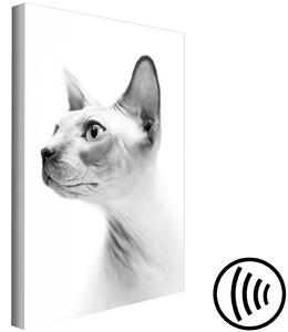 Obraz Zamyšlená sfinga - černobílý portrét bezsrsté kočky na bílém pozadí